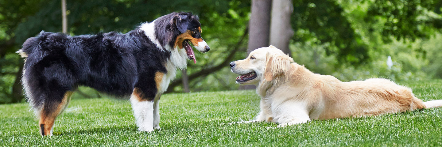 West Dakota DogWatch, Bismarck, North Dakota | Outdoor Hidden Dog Fences Slider Image